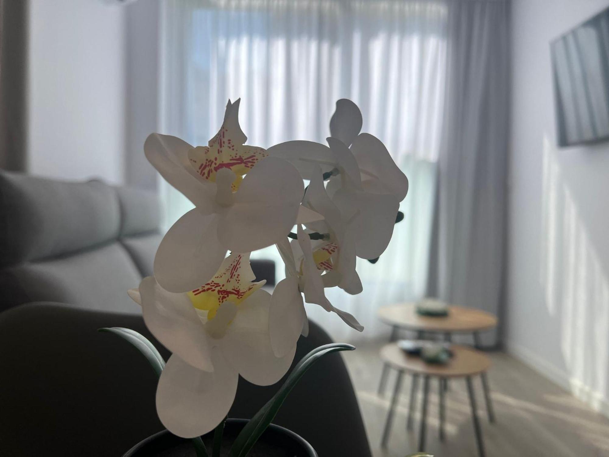Apartamentos Aurea Pal 8 Y Gran Atenea Esperanto 5 Benidorm Exteriér fotografie